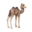 compagnon-chameau.png?2094481059