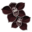 Orquídea Preta