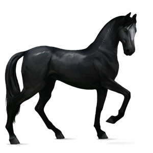 cavalo de passeio cavalo andaluso preto