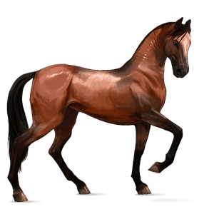 cavalo de passeio puro sangue lusitano lazão