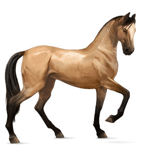 cavalo de passeio crioulo argentino castanho escuro
