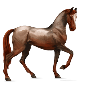cavalo de passeio holstein castanho