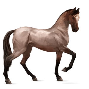 cavalo de passeio akhal-teke baio