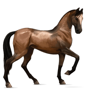 cavalo de passeio puro sangue inglês castanho cereja