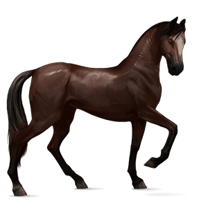 cavalo de passeio puro sangue lusitano castanho escuro