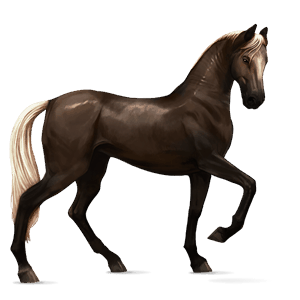 cavalo de passeio puro sangue lusitano isabel