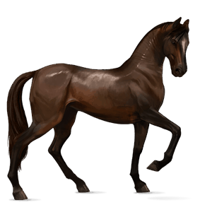 cavalo de passeio puro sangue lusitano castanho escuro