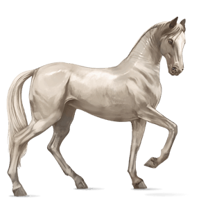 cavalo de passeio akhal-teke isabel