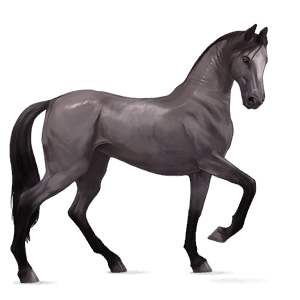 cavalo de passeio trotador francês castanho escuro