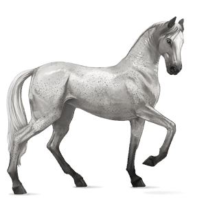 cavalo de passeio gypsy vanner tobiano castanho escuro