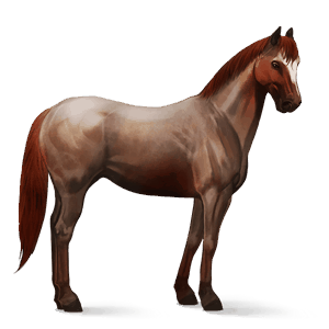 cavalo de passeio appaloosa leopardo amarelo torrado 