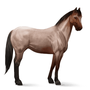 cavalo de passeio preto