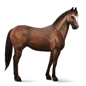 cavalo de passeio puro sangue lusitano ruço pigarço