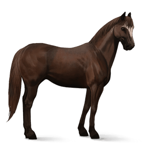 cavalo de passeio puro sangue lusitano ruço pigarço