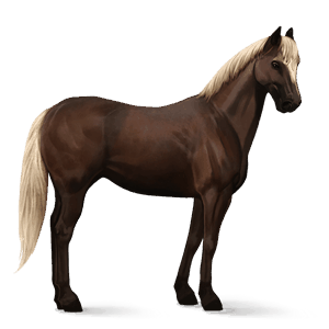 cavalo de passeio preto
