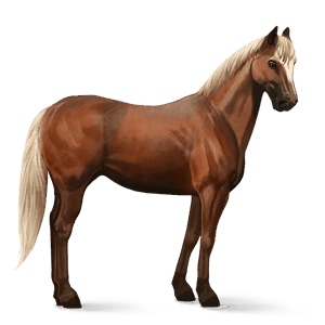 cavalo de passeio cavalo don russo lazão crinalvo 