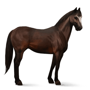 cavalo de passeio puro sangue lusitano castanho escuro