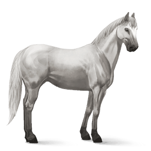 cavalo de passeio puro sangue lusitano ruço