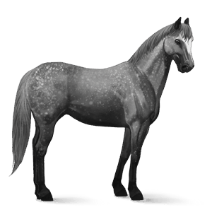 cavalo de passeio puro sangue lusitano ruço pigarço