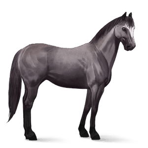 cavalo de passeio appaloosa copo de neve alazão 