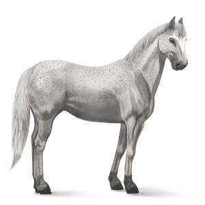 cavalo de passeio puro sangue lusitano ruço