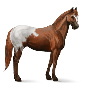 cavalo de passeio appaloosa copo de neve alazão 