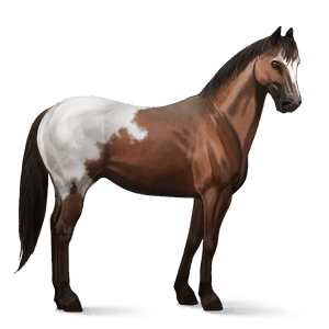 cavalo de passeio akhal-teke lazão escuro crinalvo 