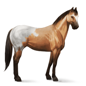 cavalo de passeio appaloosa manto lazão 