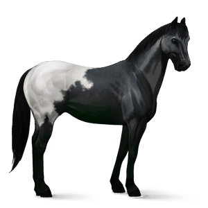 cavalo de passeio trotador francês castanho escuro