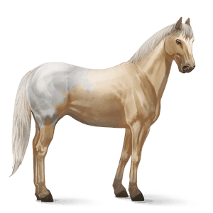 cavalo de passeio puro sangue lusitano baio