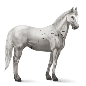 cavalo de passeio trotador francês castanho