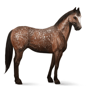 cavalo de passeio akhal-teke castanho escuro