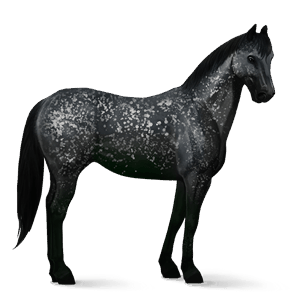 cavalo de passeio paint horse tobiano com manchas pretas