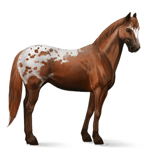 cavalo de passeio appaloosa manto lazão 
