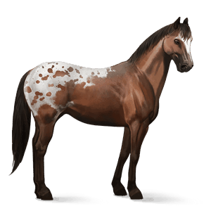 cavalo de passeio puro sangue lusitano baio
