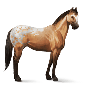 cavalo de passeio holstein castanho cereja