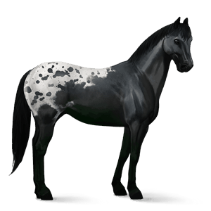 cavalo de passeio puro sangue lusitano lazão
