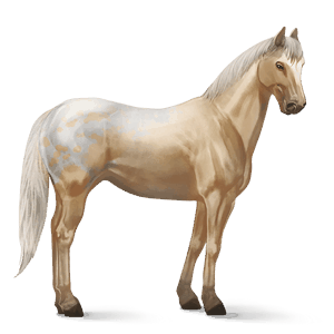 cavalo de passeio akhal-teke baio