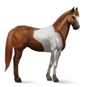 cavalo de passeio paint horse tobiano lazão