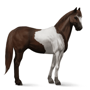 cavalo de passeio holstein lazão