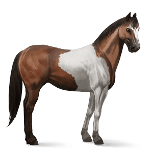 cavalo de passeio paint horse tobiano castanho