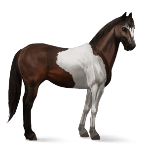 cavalo de passeio puro sangue lusitano ruço