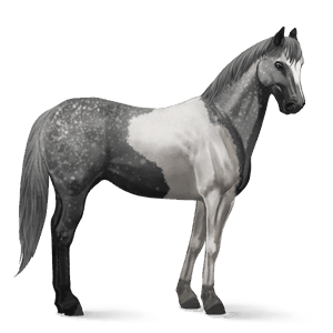 cavalo de passeio castanho cereja