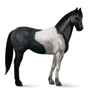 cavalo de passeio paint horse tobiano lazão escuro