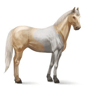 cavalo de passeio puro sangue lusitano baio