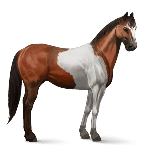 cavalo de passeio holstein castanho escuro
