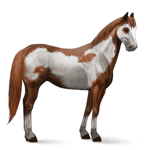 cavalo de passeio puro sangue lusitano baio