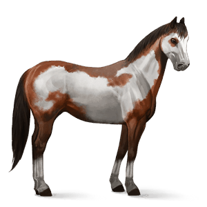 cavalo de passeio puro sangue inglês castanho cereja