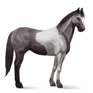 cavalo de passeio paint horse tobiano pardo rato