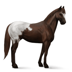 cavalo de passeio akhal-teke isabel